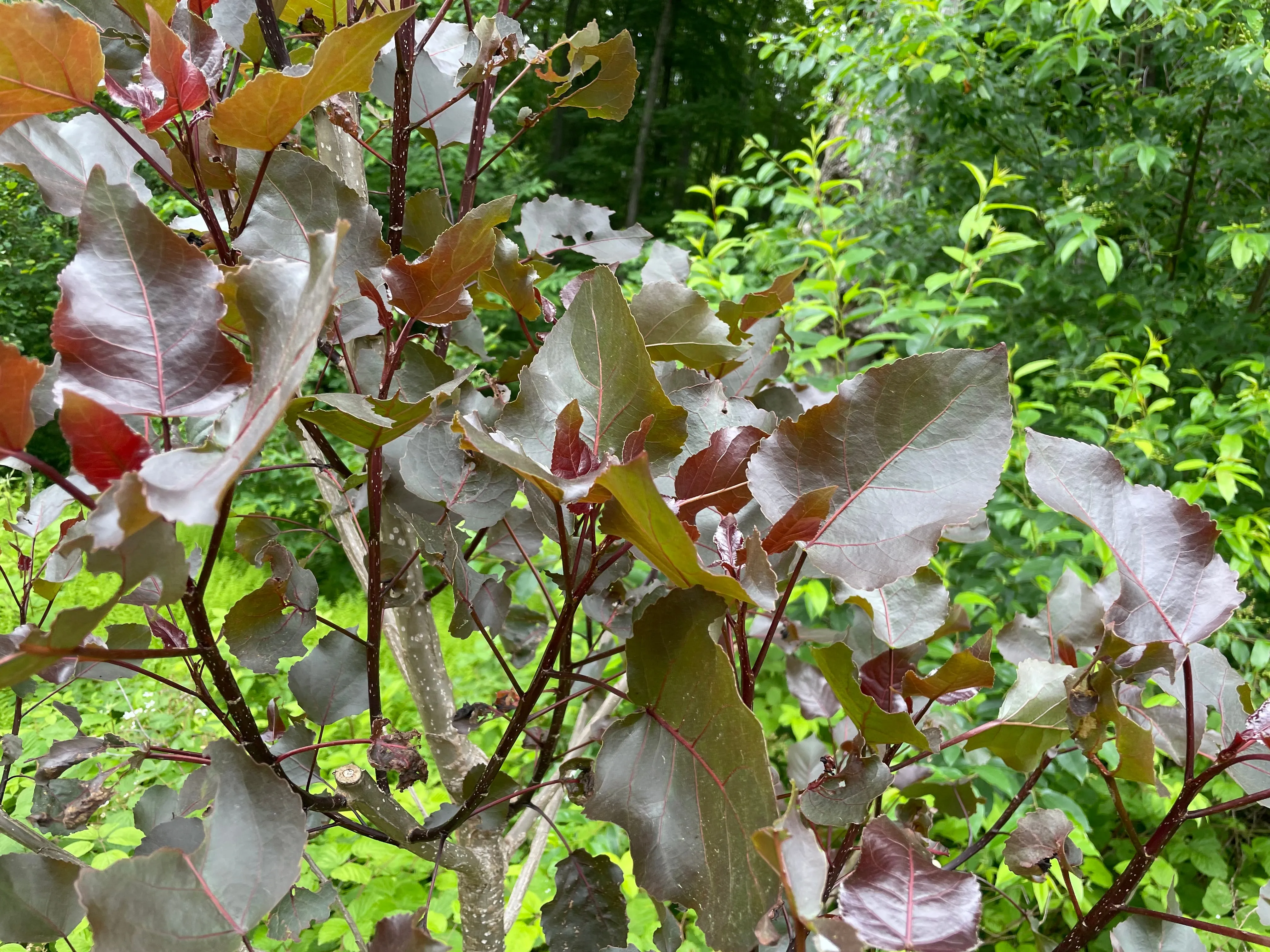 Populus deltoides, ‘Purple Tower’ Purple Tower Eastern Cottonwood SPRING 2025 PRE-ORDER