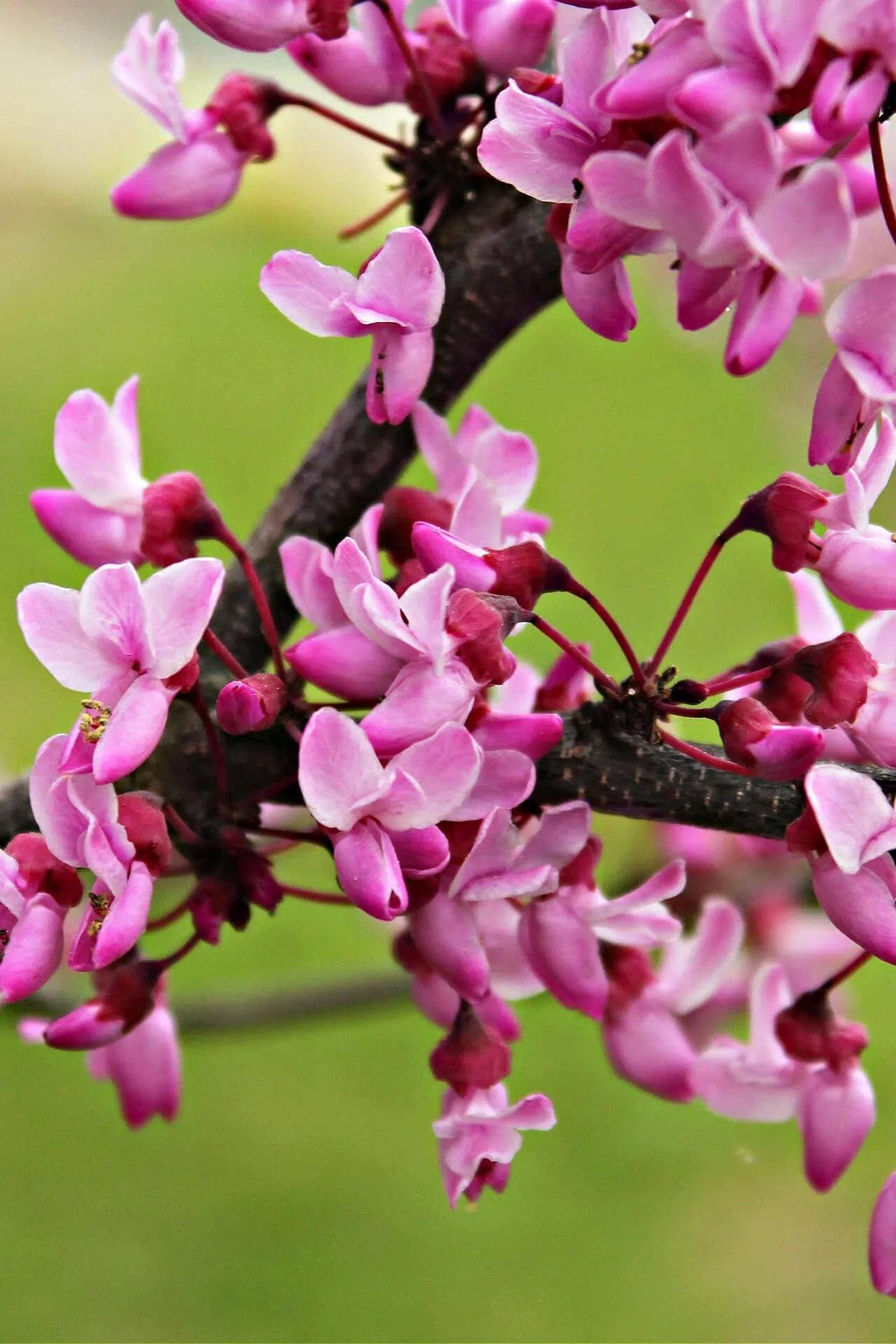 Redbud Seedlings