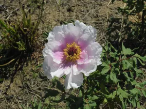 Seed Grown Tree Peony #2024-018