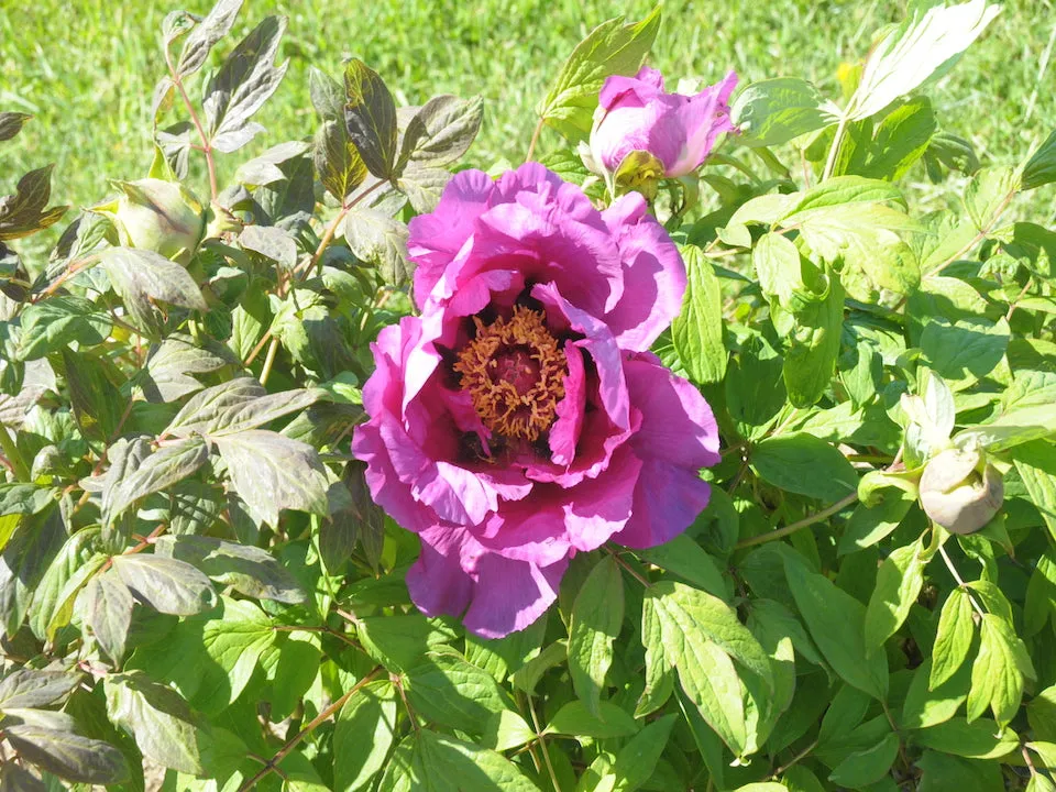 Seed Grown Tree Peony #2024-019