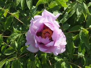 Seed Grown Tree Peony #2024-037