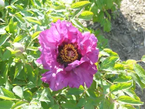 Seed Grown Tree Peony #2024-044