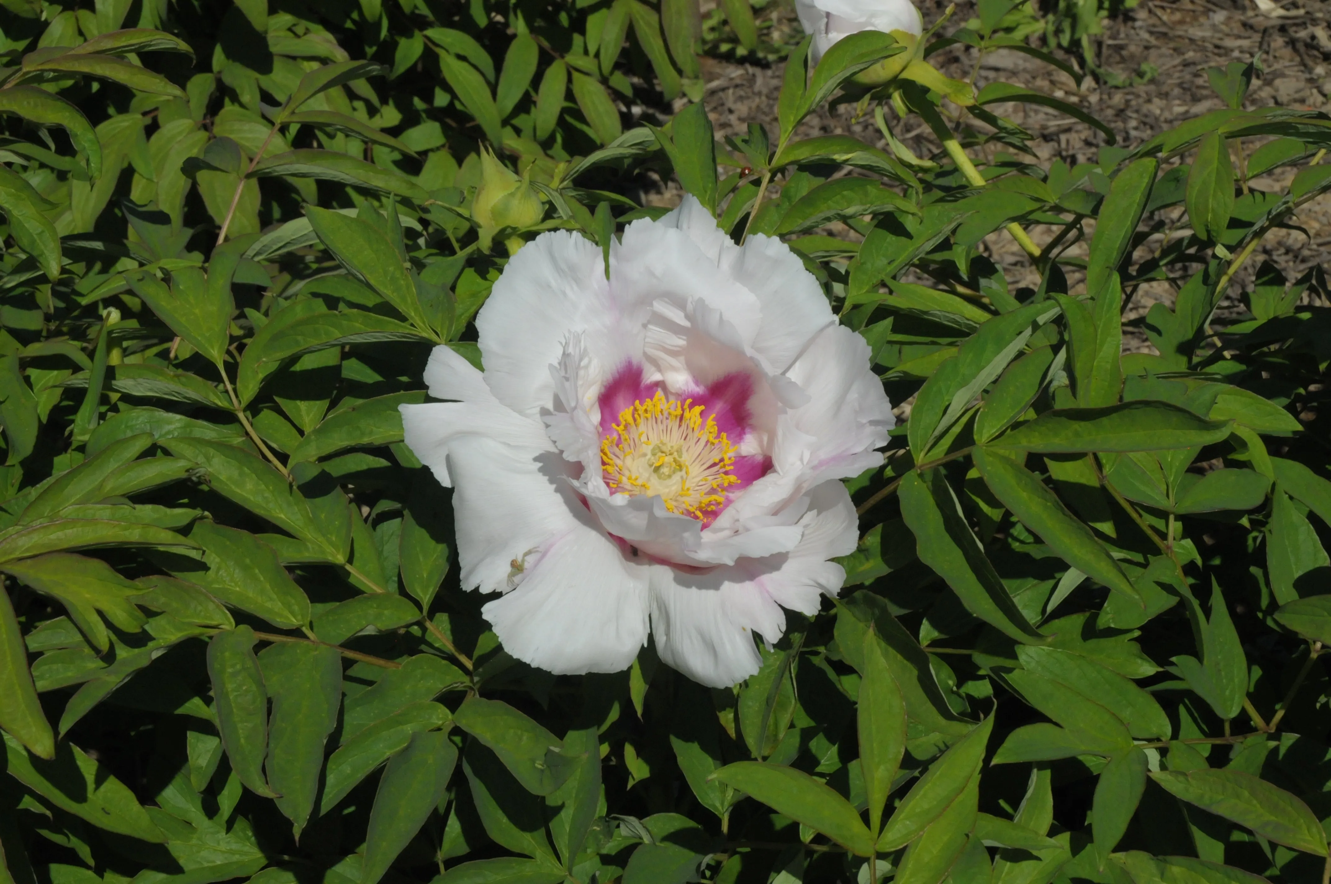 Seed Grown Tree Peony #2024-135