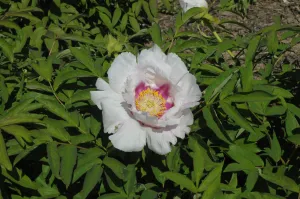 Seed Grown Tree Peony #2024-135