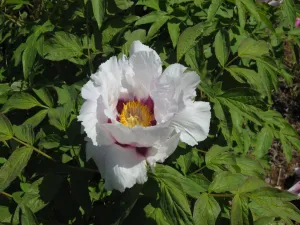 Seed Grown Tree Peony #2024-137