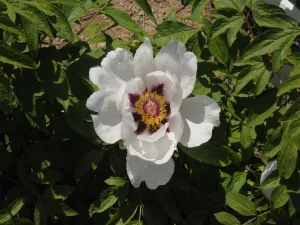 Seed Grown Tree Peony #2024-145