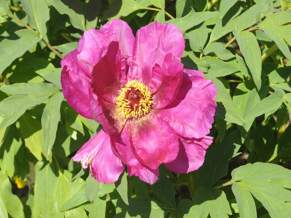 Seed Grown Tree Peony #2024-162