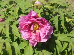 Seed Grown Tree Peony #2024-177