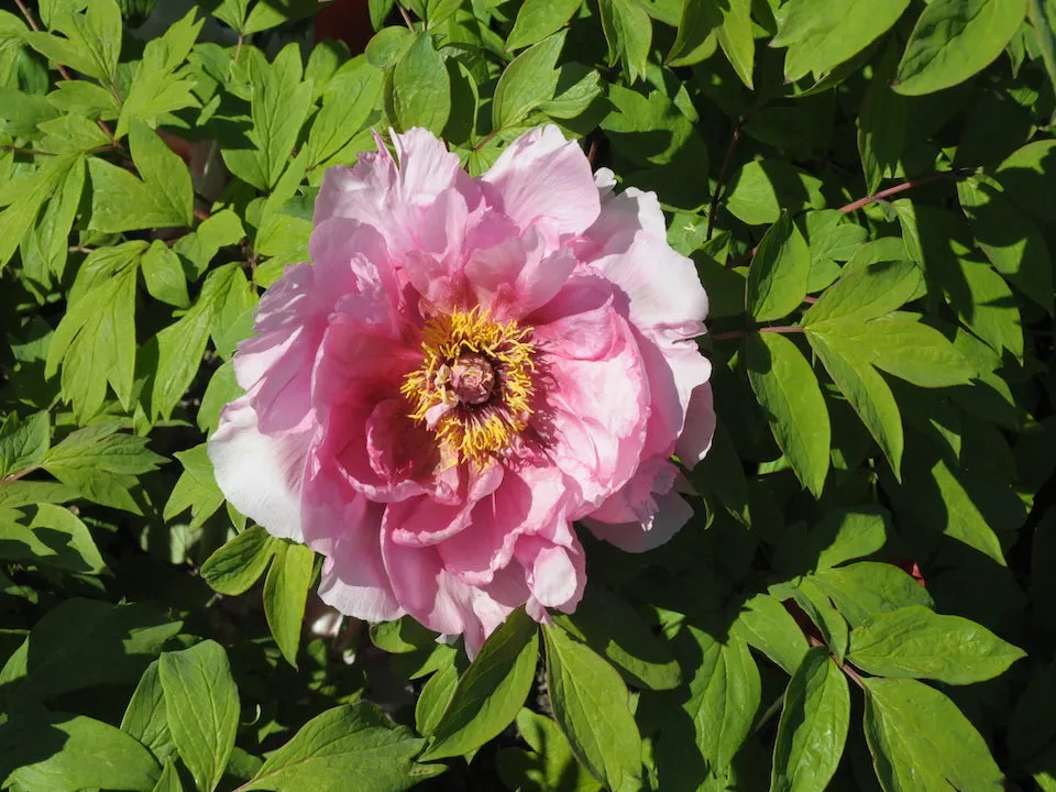 Seed Grown Tree Peony #2024-242