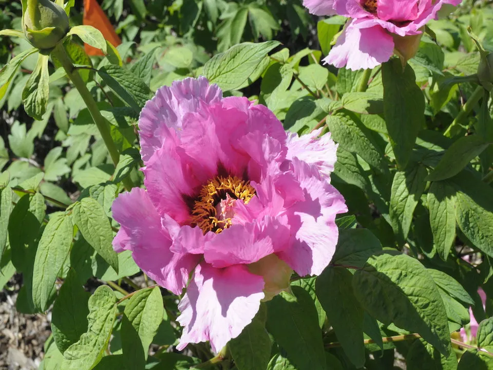 Seed Grown Tree Peony #2024-251