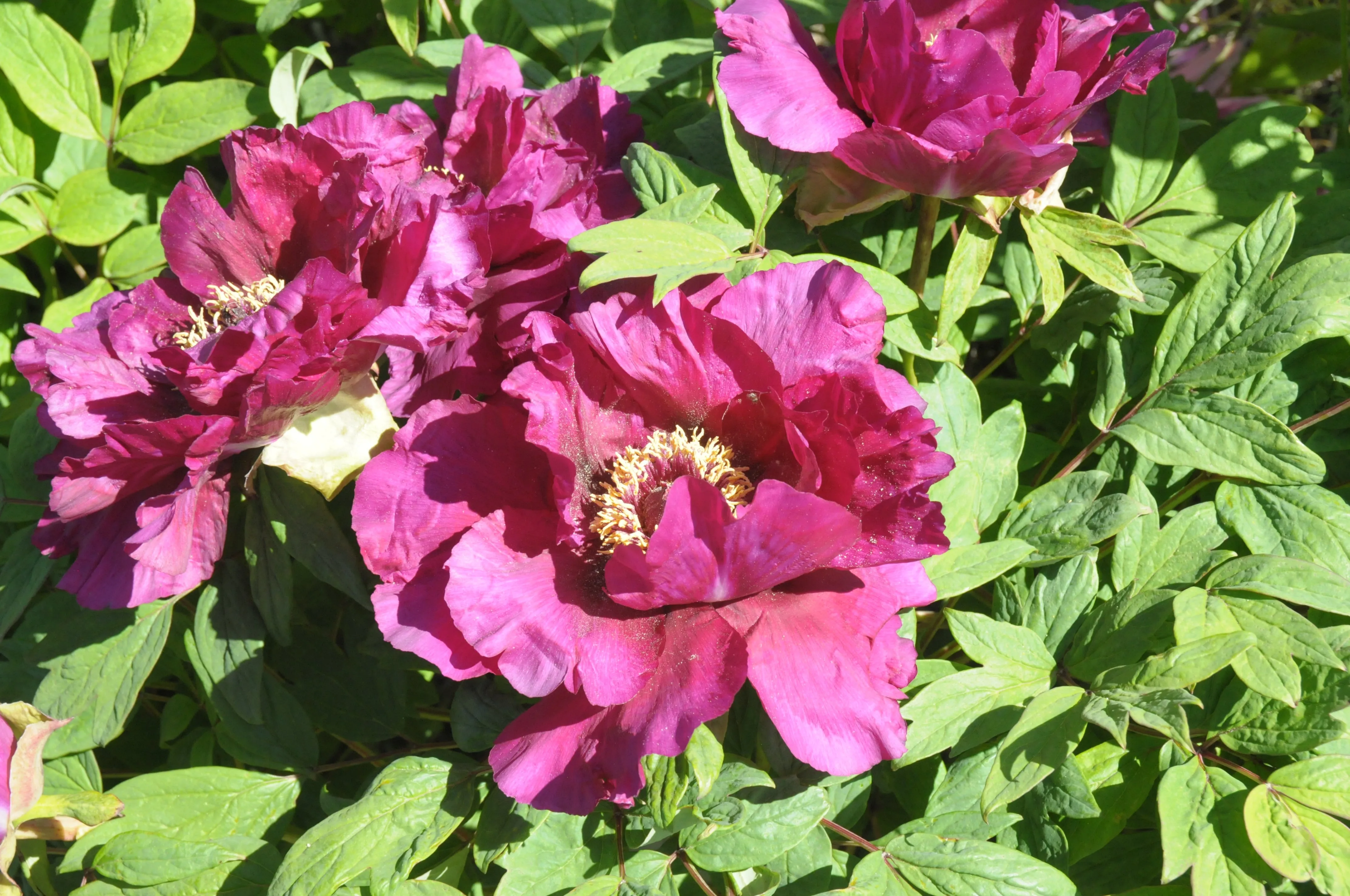 Seed Grown Tree Peony #2024-265