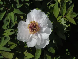 Seed Grown Tree Peony #2024-293