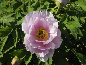 Seed Grown Tree Peony #2024-301