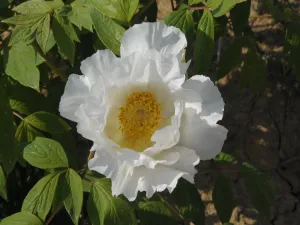 Seed Grown Tree Peony #2024-332