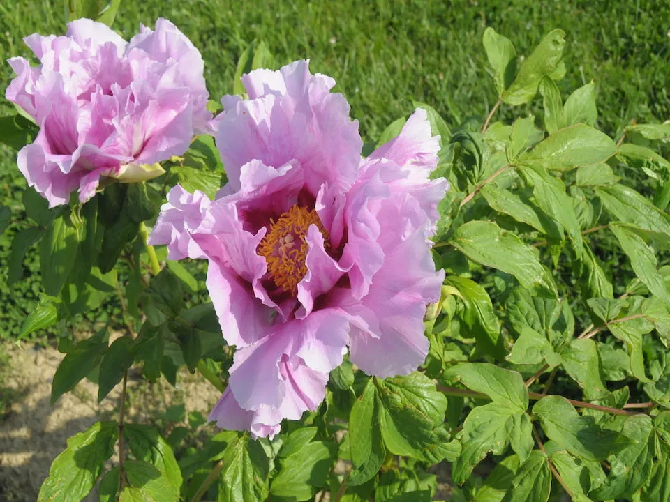 Seed Grown Tree Peony #2024-338