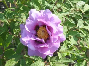 Seed Grown Tree Peony #2024-349