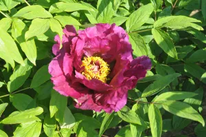 Seed Grown Tree Peony #2024-355