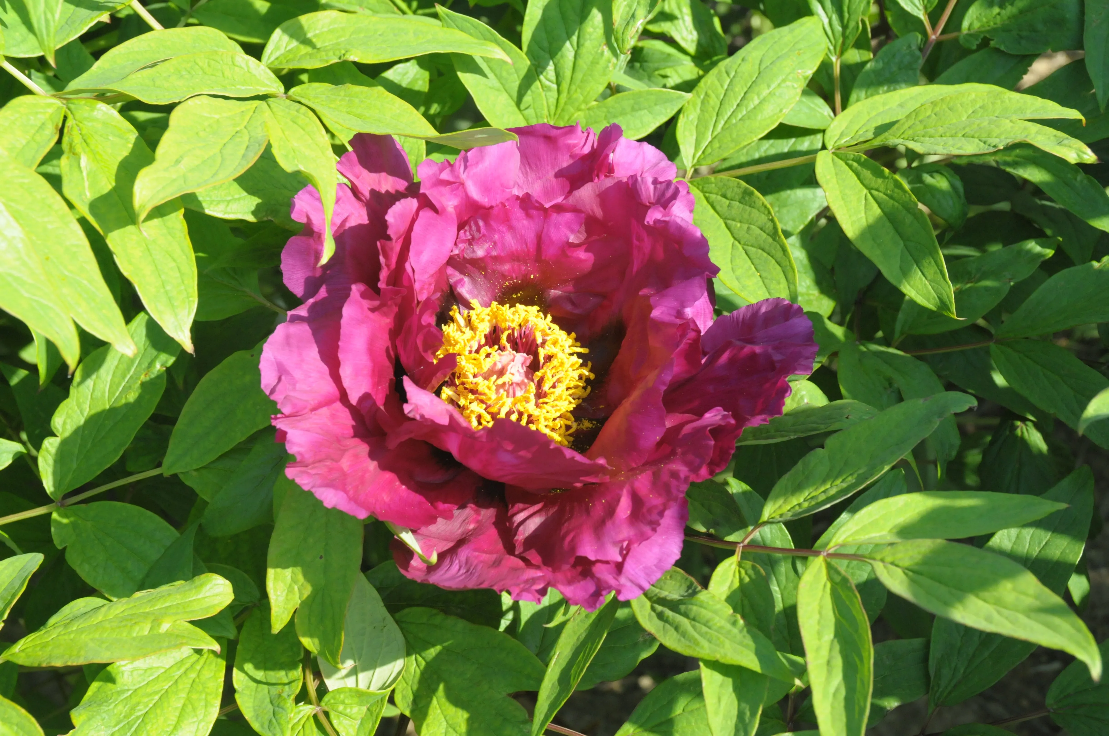 Seed Grown Tree Peony #2024-355