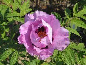 Seed Grown Tree Peony #2024-372