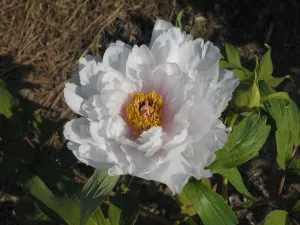 Seed Grown Tree Peony #2024-381