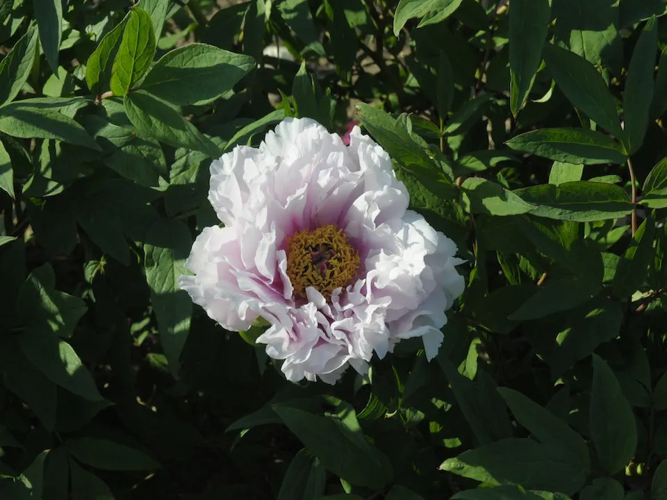 Seed Grown Tree Peony #2024-408