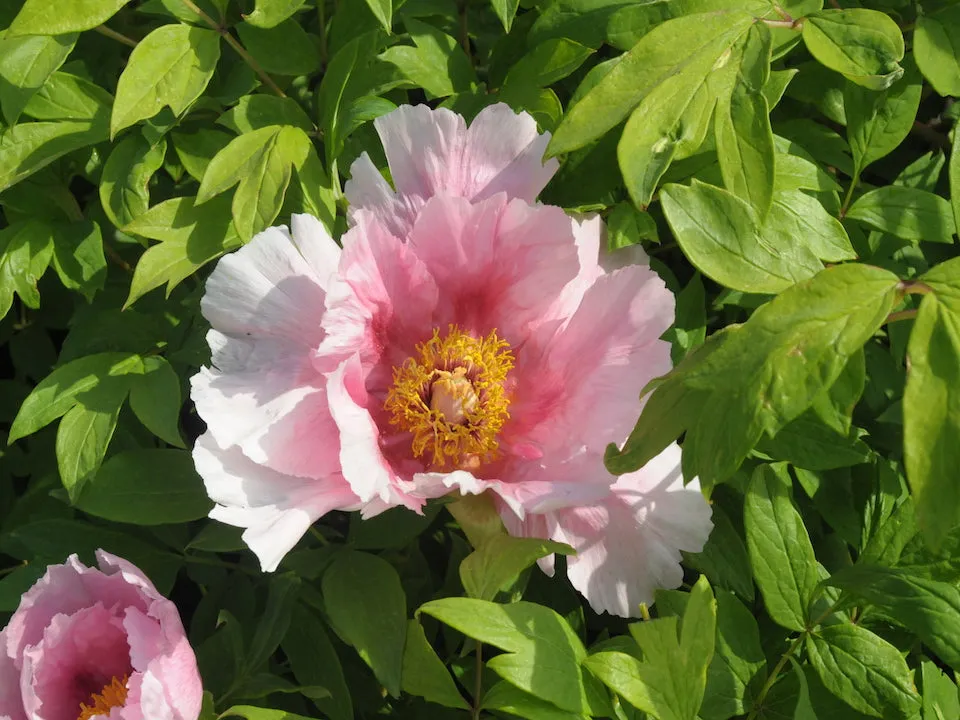 Seed Grown Tree Peony #2024-465