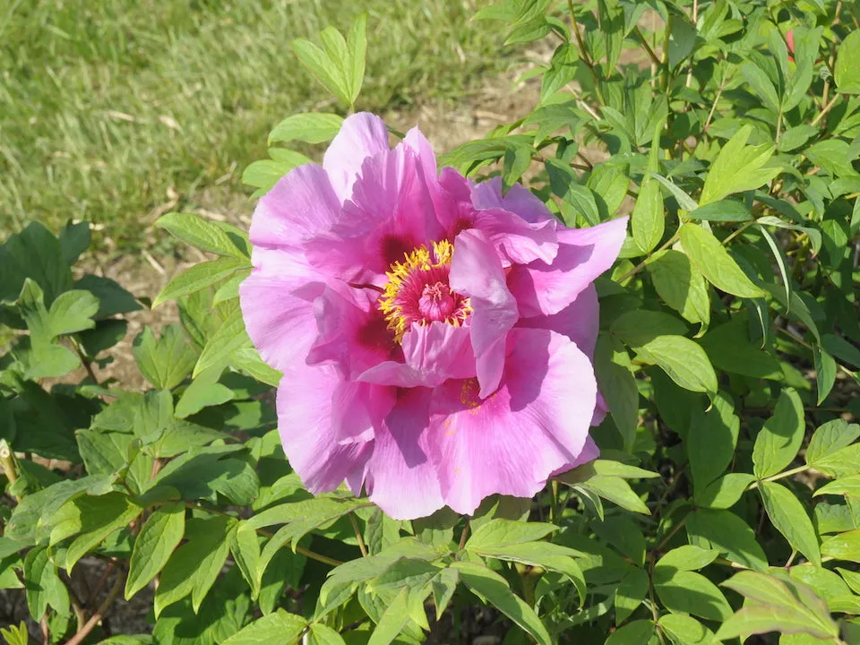 Seed Grown Tree Peony #2024-476