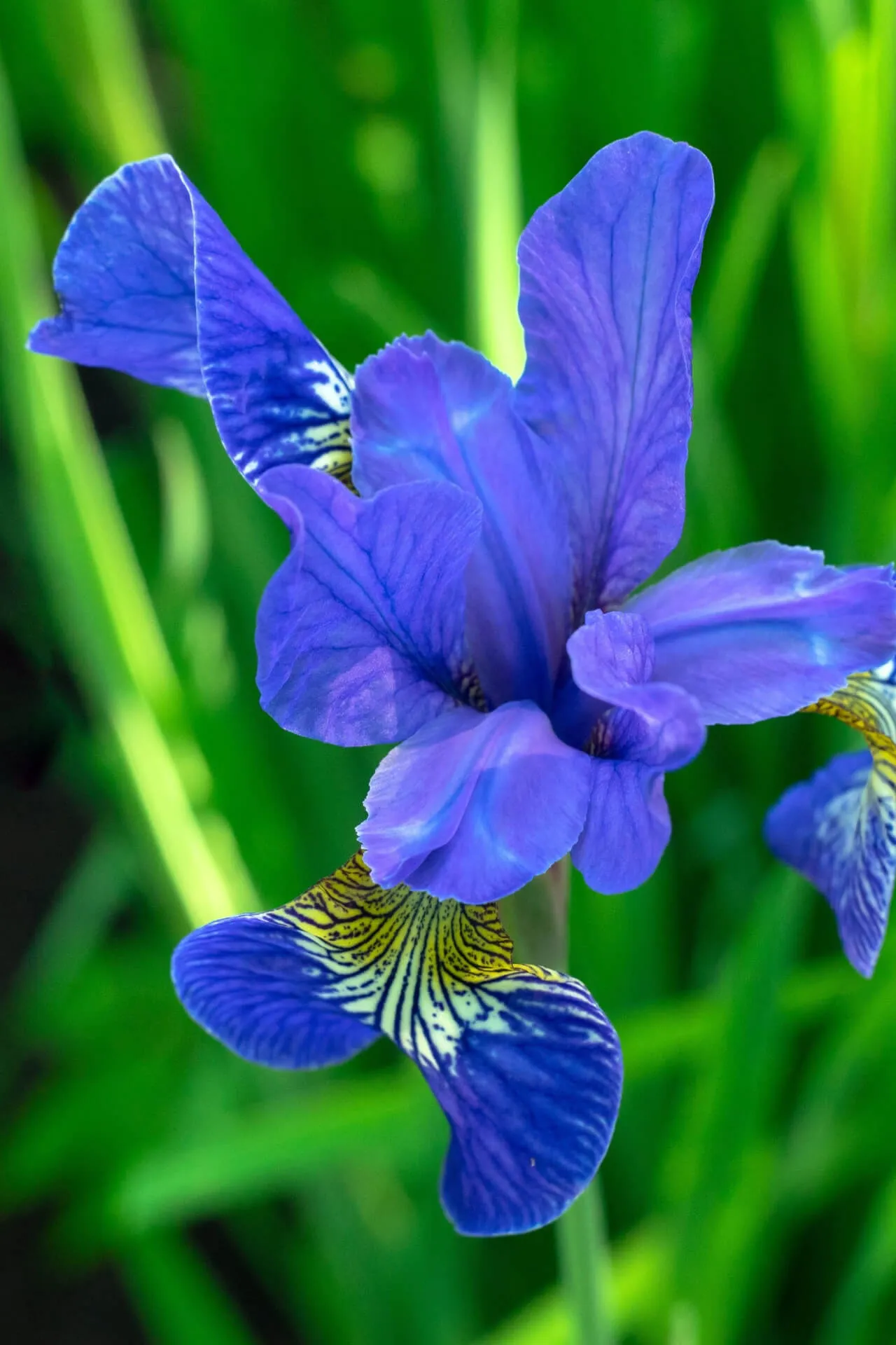 Siberian Iris