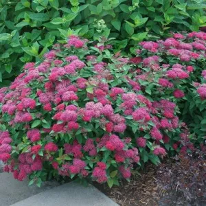 Spiraea Japonica