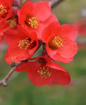 Super Fusion Flowering Quince