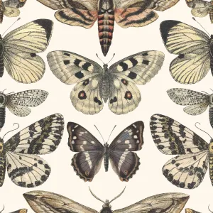 Vintage Butterfly Wallpaper