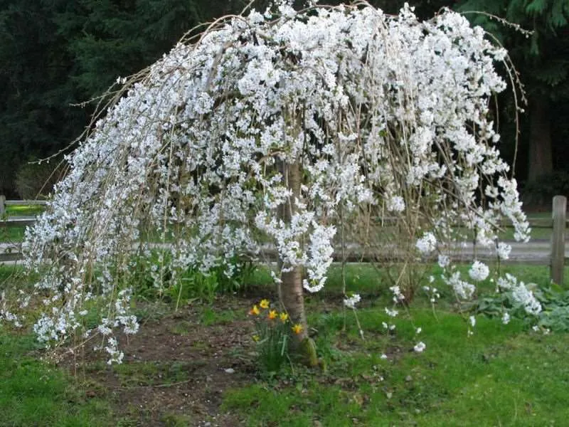 Weeping Santa Rosa Plum